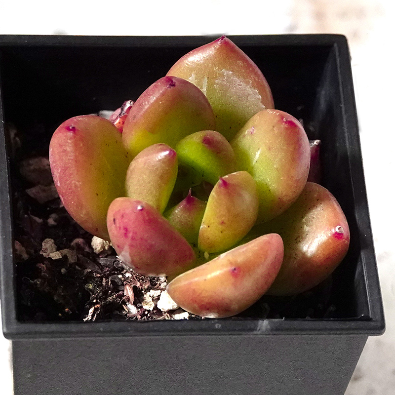 succulents-Shi, Zhan-Ah-photo