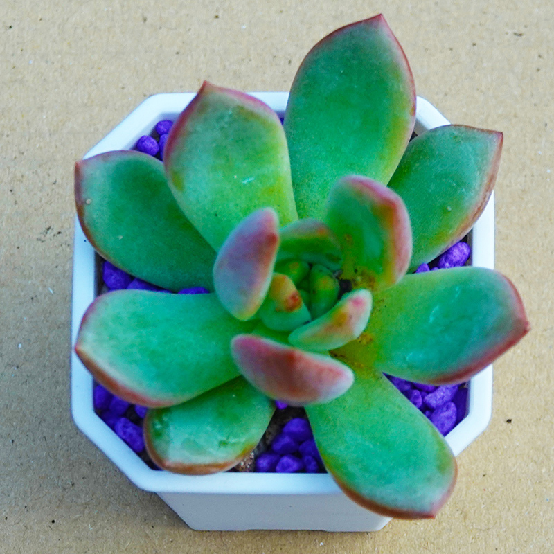 succulents-Shi, Zhan-Ah-photo