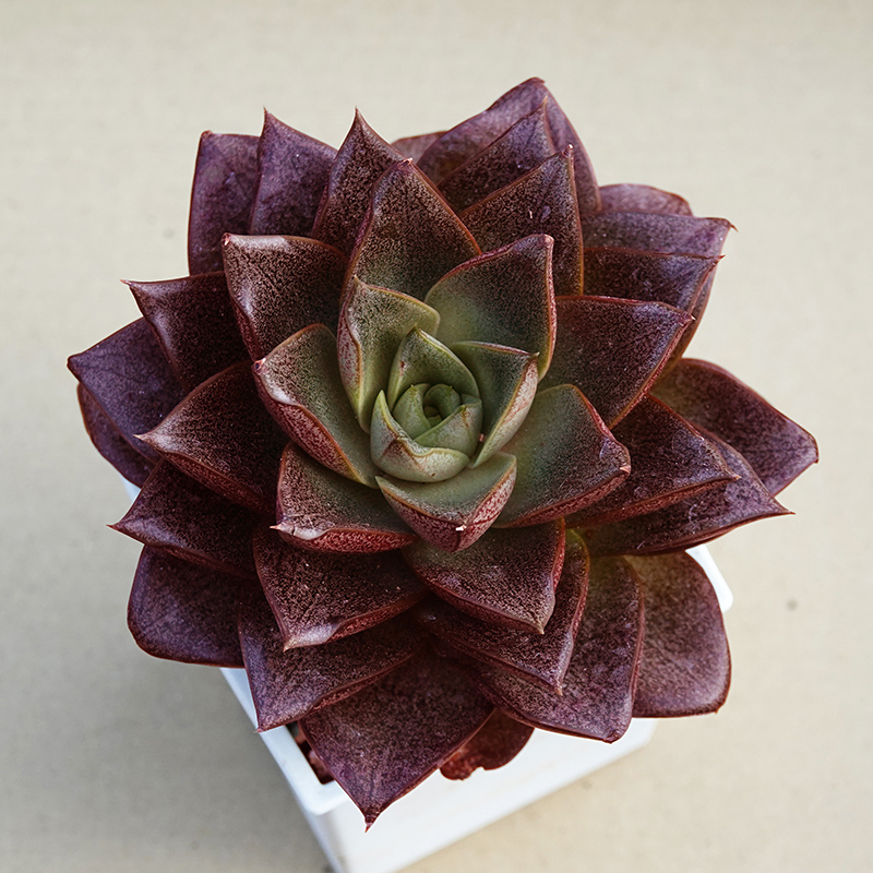 succulents-Shi, Zhan-Ah-photo
