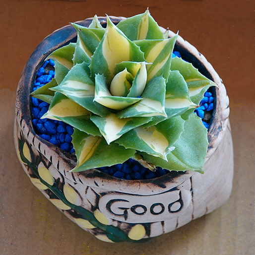 succulents-Shi, Zhan-Ah-photo