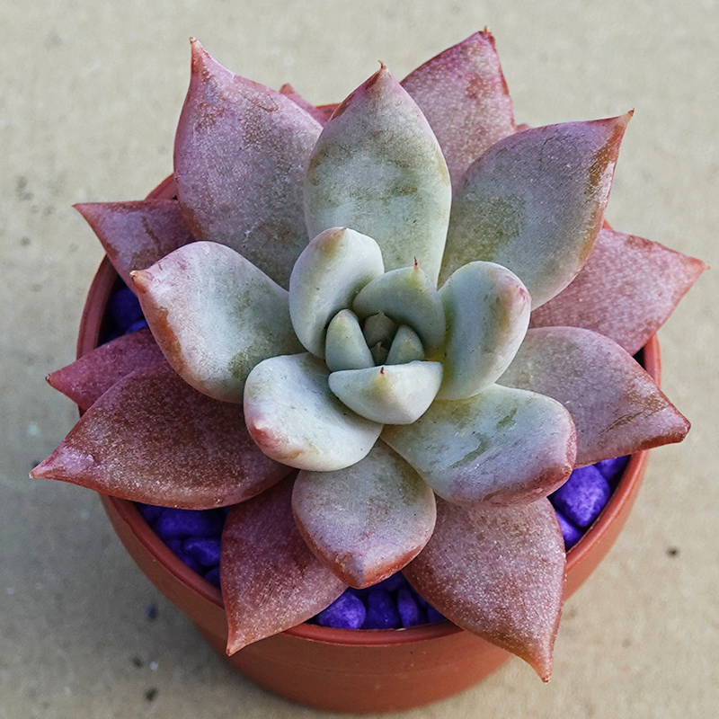 succulents-Shi, Zhan-Ah-photo