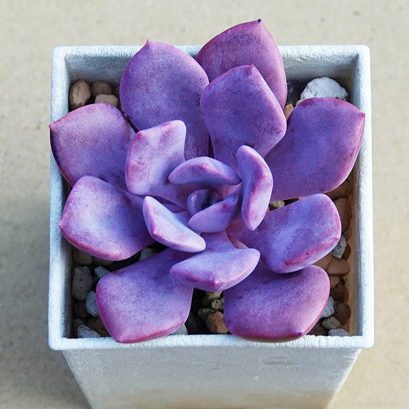 succulents-Shi, Zhan-Ah-photo
