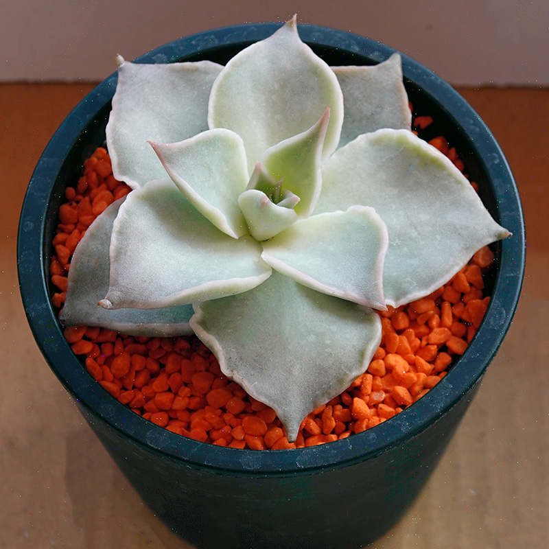 succulents-Shi, Zhan-Ah-photo