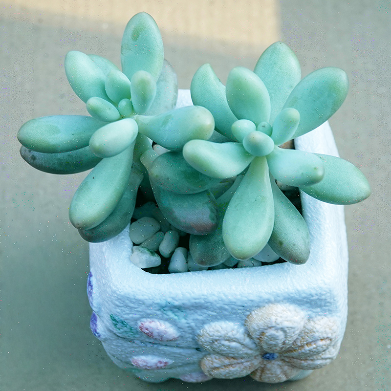 succulents-Shi, Zhan-Ah-photo