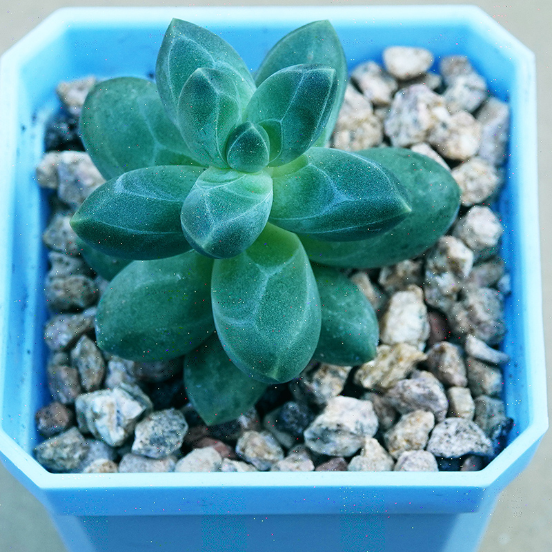 succulents-Shi, Zhan-Ah-photo