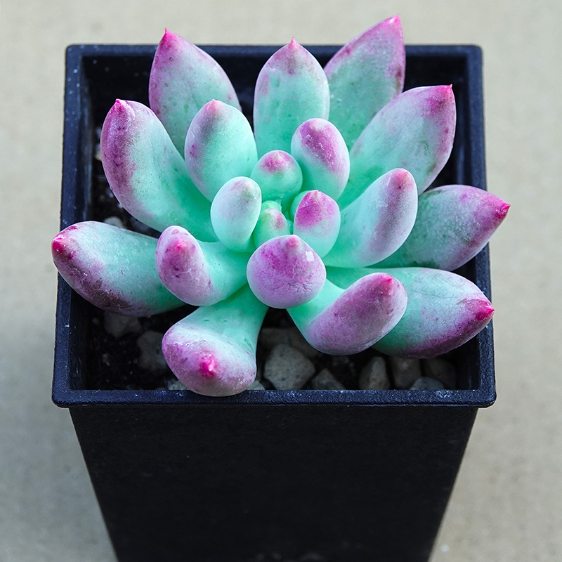 succulents-Shi, Zhan-Ah-photo