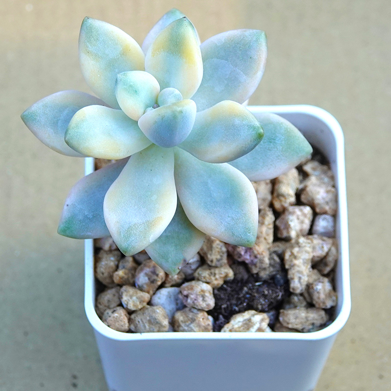 succulents-Shi, Zhan-Ah-photo