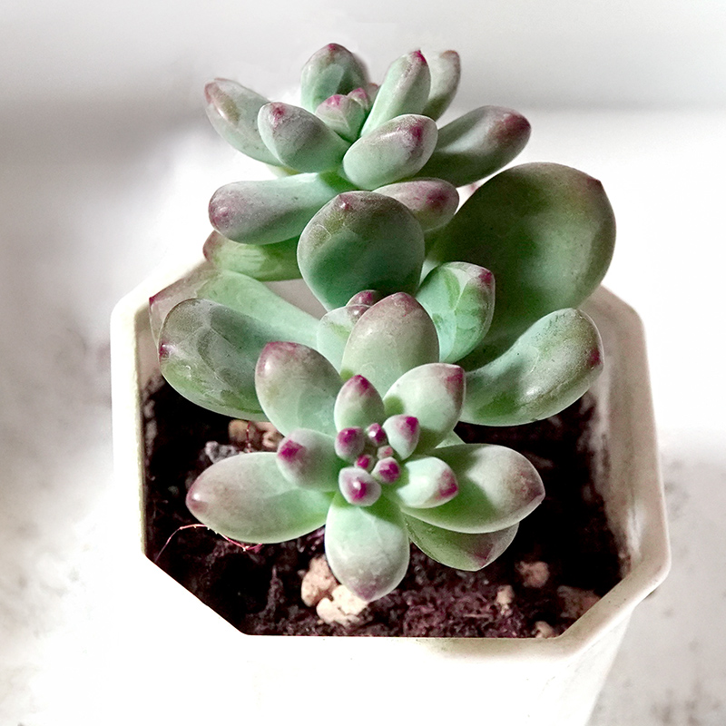succulents-Shi, Zhan-Ah-photo