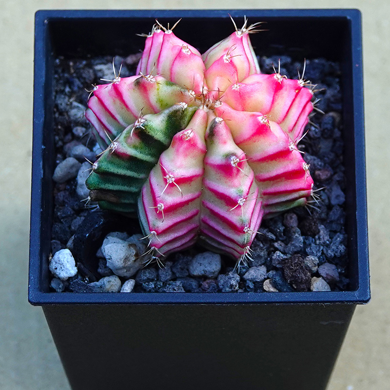 succulents-Shi, Zhan-Ah-photo