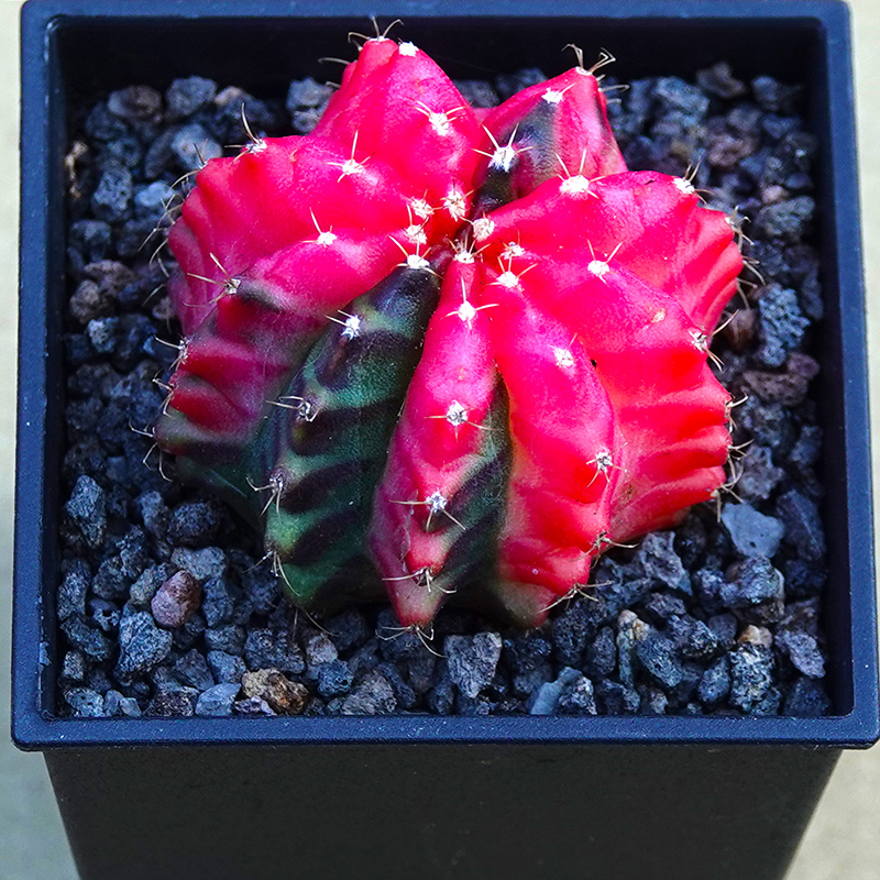 succulents-Shi, Zhan-Ah-photo