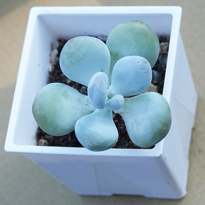 succulents-Shi, Zhan-Ah-photo