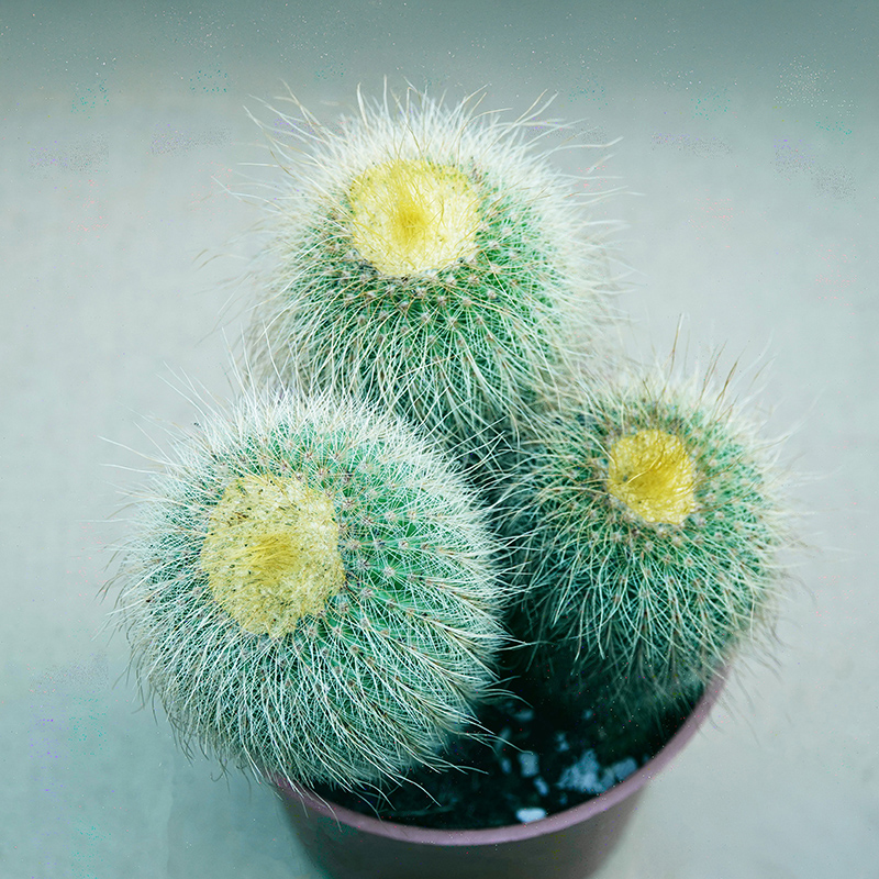 succulents-Shi, Zhan-Ah-photo