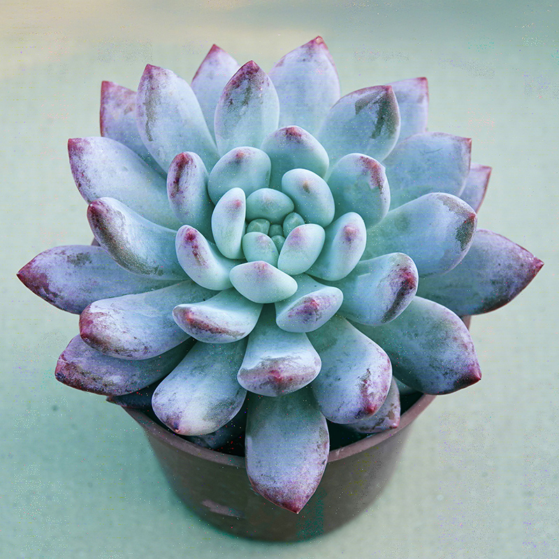 succulents-Shi, Zhan-Ah-photo