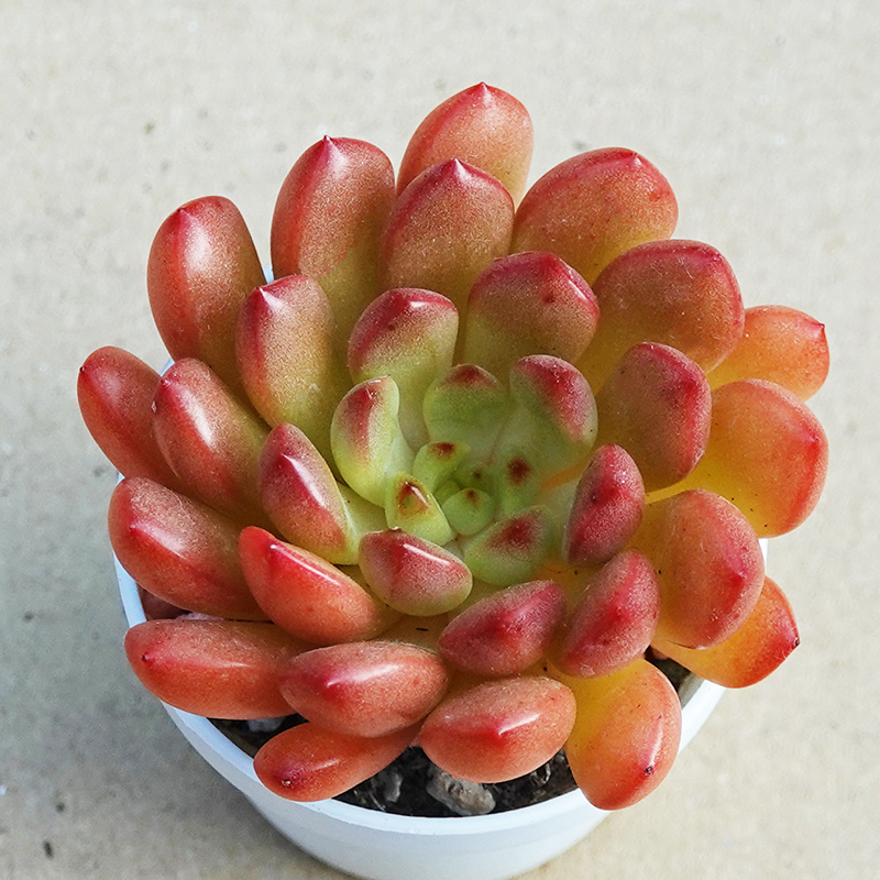 succulents-Shi, Zhan-Ah-photo