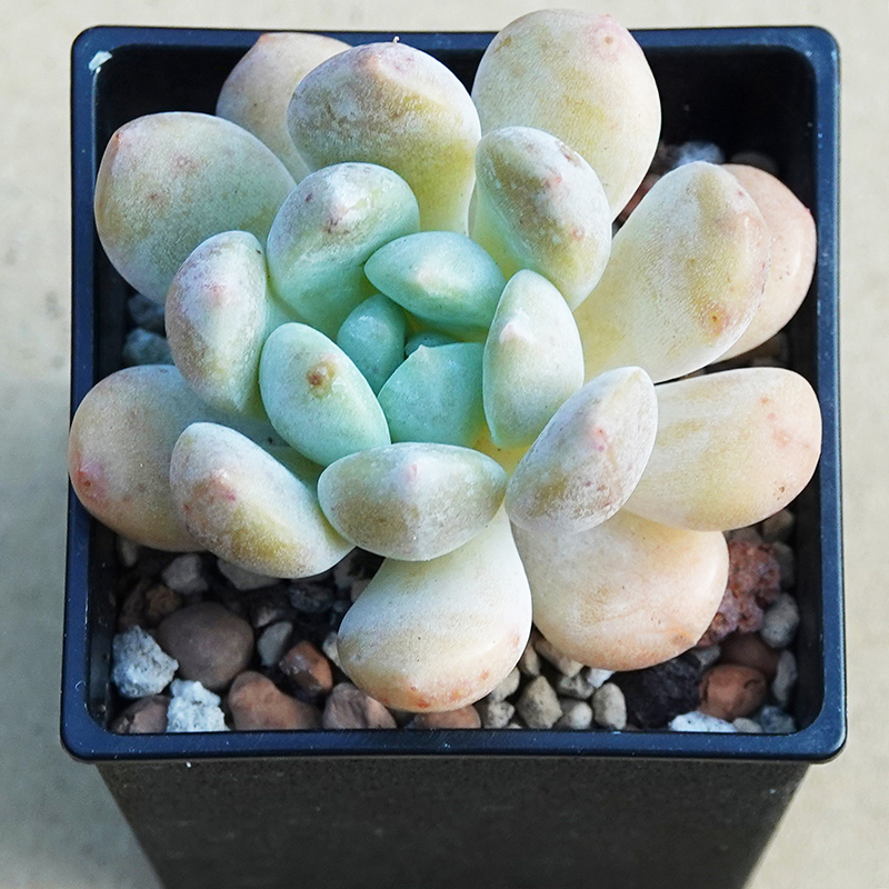 succulents-Shi, Zhan-Ah-photo