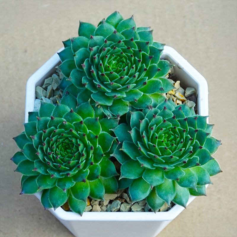 succulents-Shi, Zhan-Ah-photo