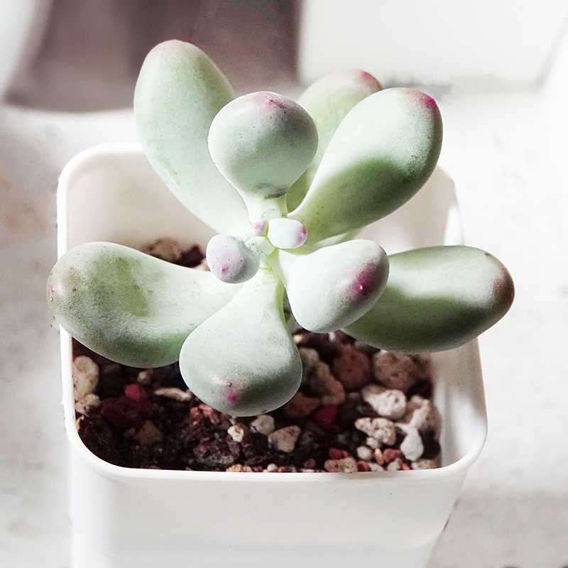 succulents-Shi, Zhan-Ah-photo
