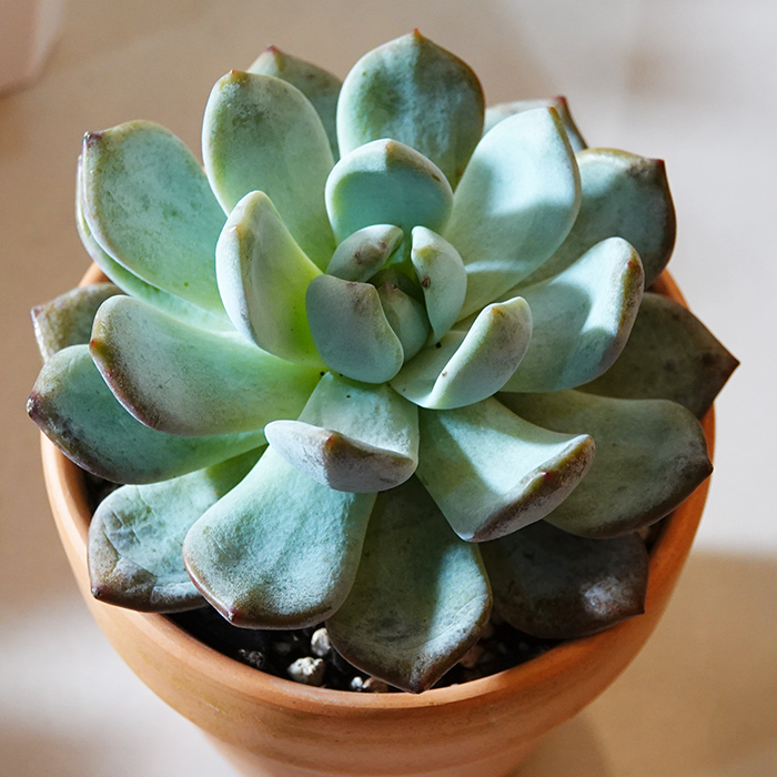 succulents-Shi, Zhan-Ah-photo