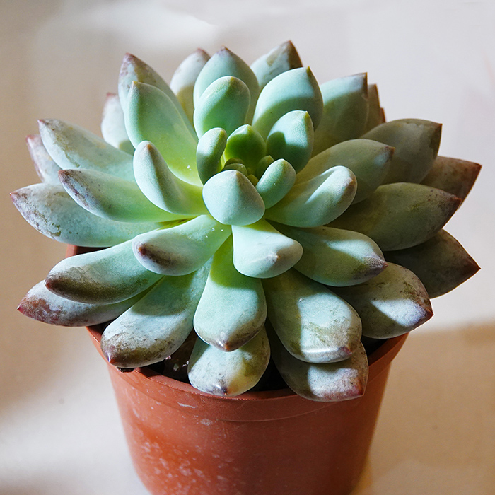 succulents-Shi, Zhan-Ah-photo