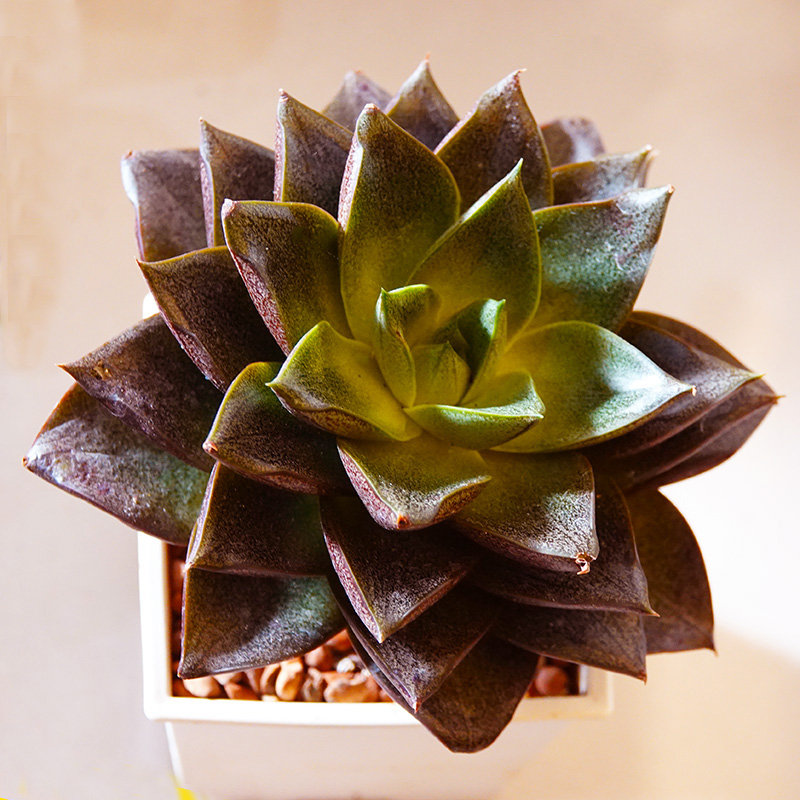 succulents-Shi, Zhan-Ah-photo