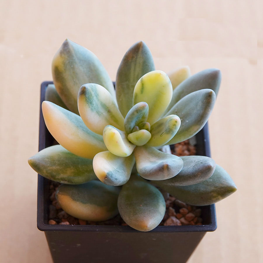 succulents-Shi, Zhan-Ah-photo