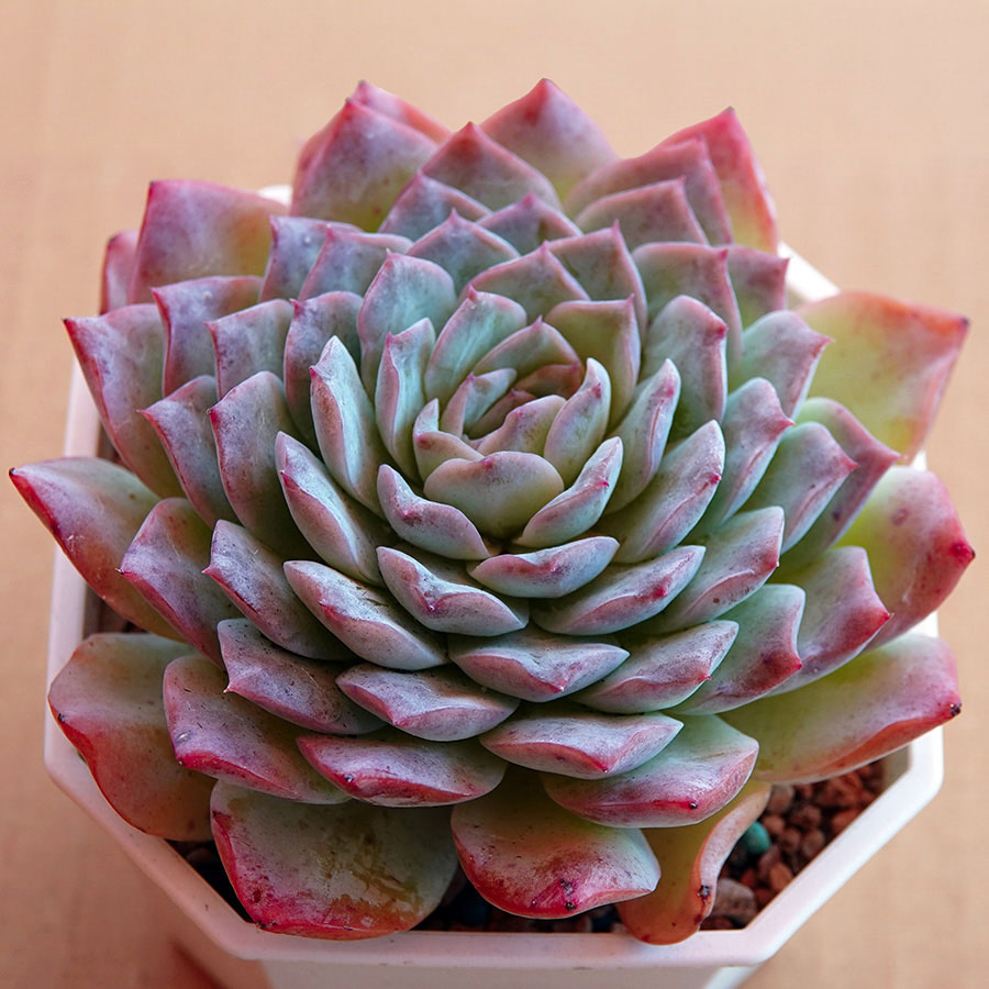 succulents-Shi, Zhan-Ah-photo