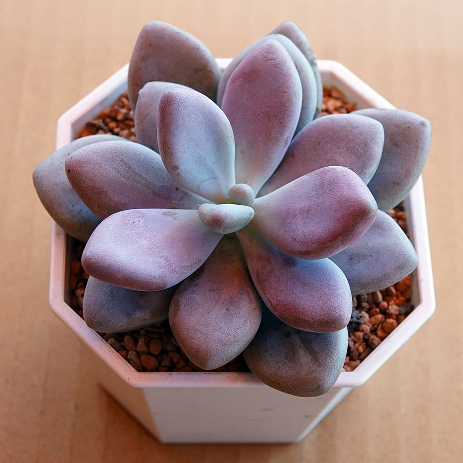 succulents-Shi, Zhan-Ah-photo