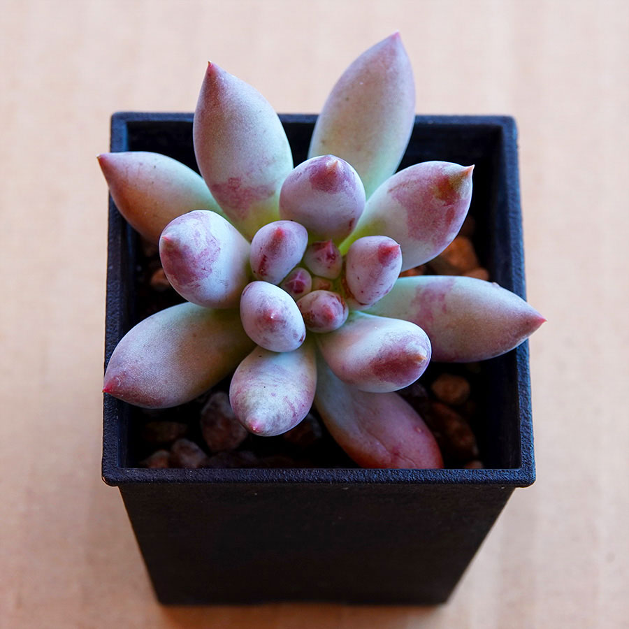 succulents-Shi, Zhan-Ah-photo