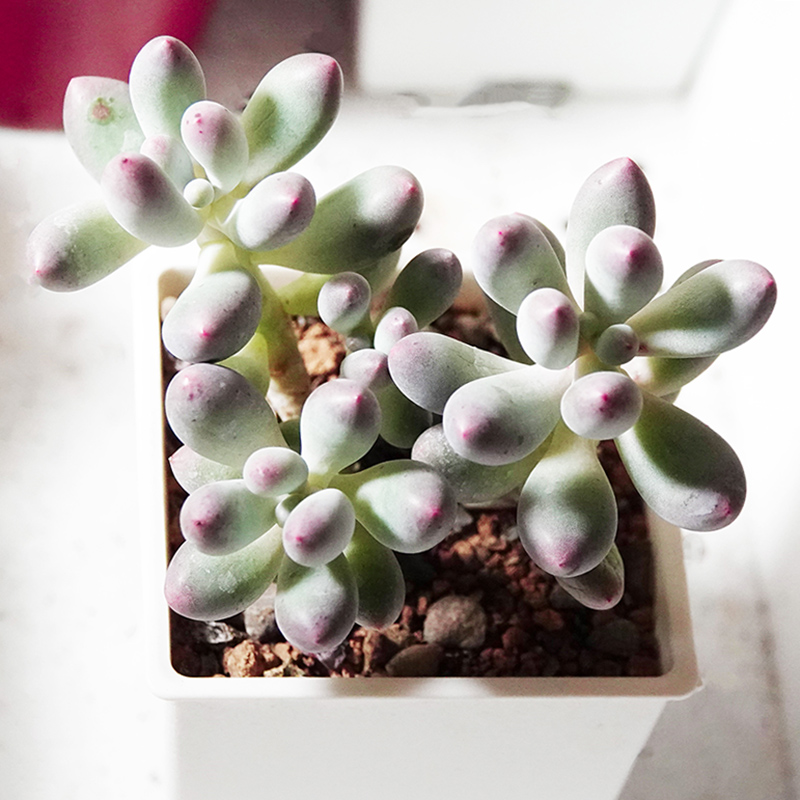 succulents-Shi, Zhan-Ah-photo