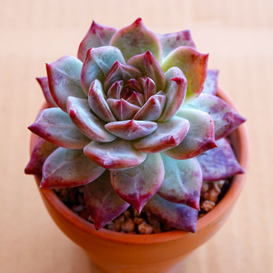 succulents-Shi, Zhan-Ah-photo