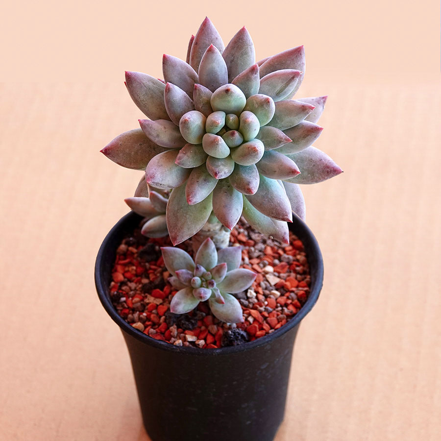 succulents-Shi, Zhan-Ah-photo