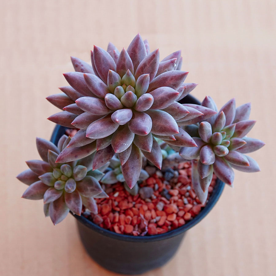 succulents-Shi, Zhan-Ah-photo