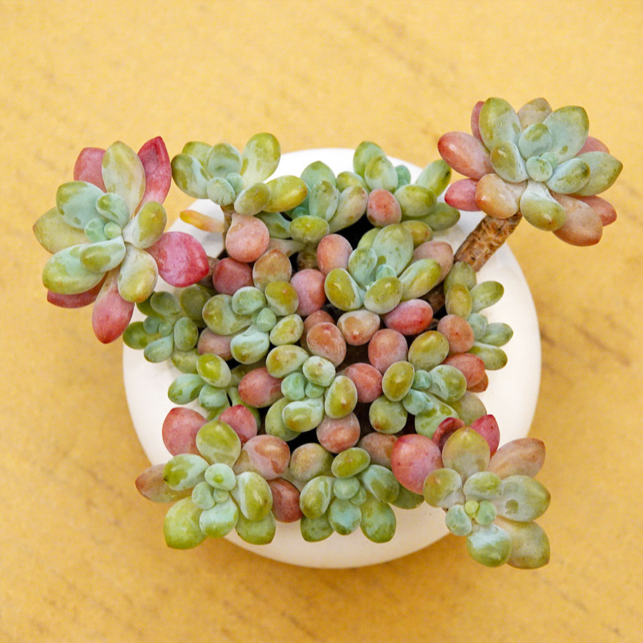 succulents-Shi, Zhan-Ah-photo