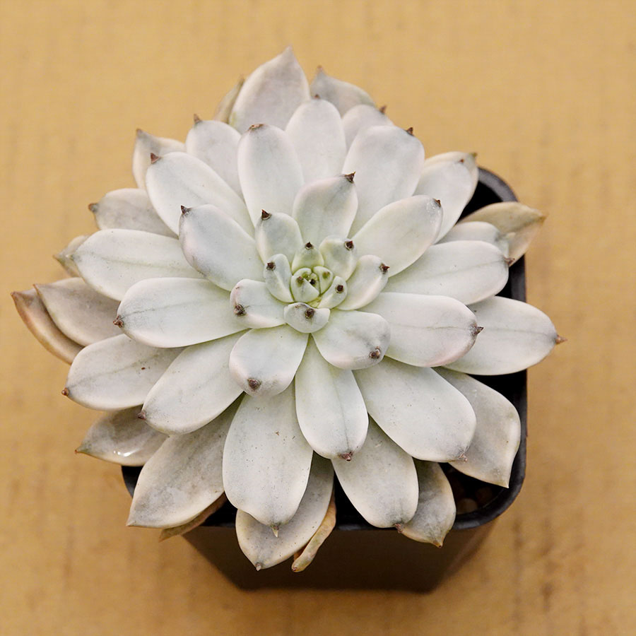 succulents-Shi, Zhan-Ah-photo