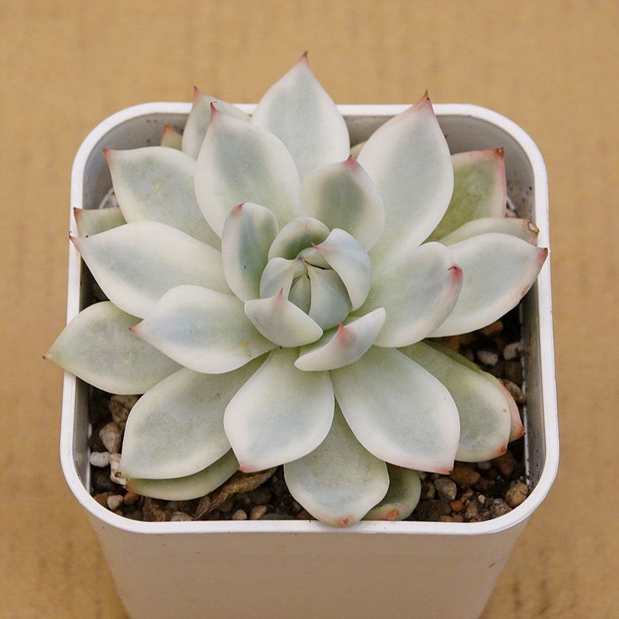 succulents-Shi, Zhan-Ah-photo