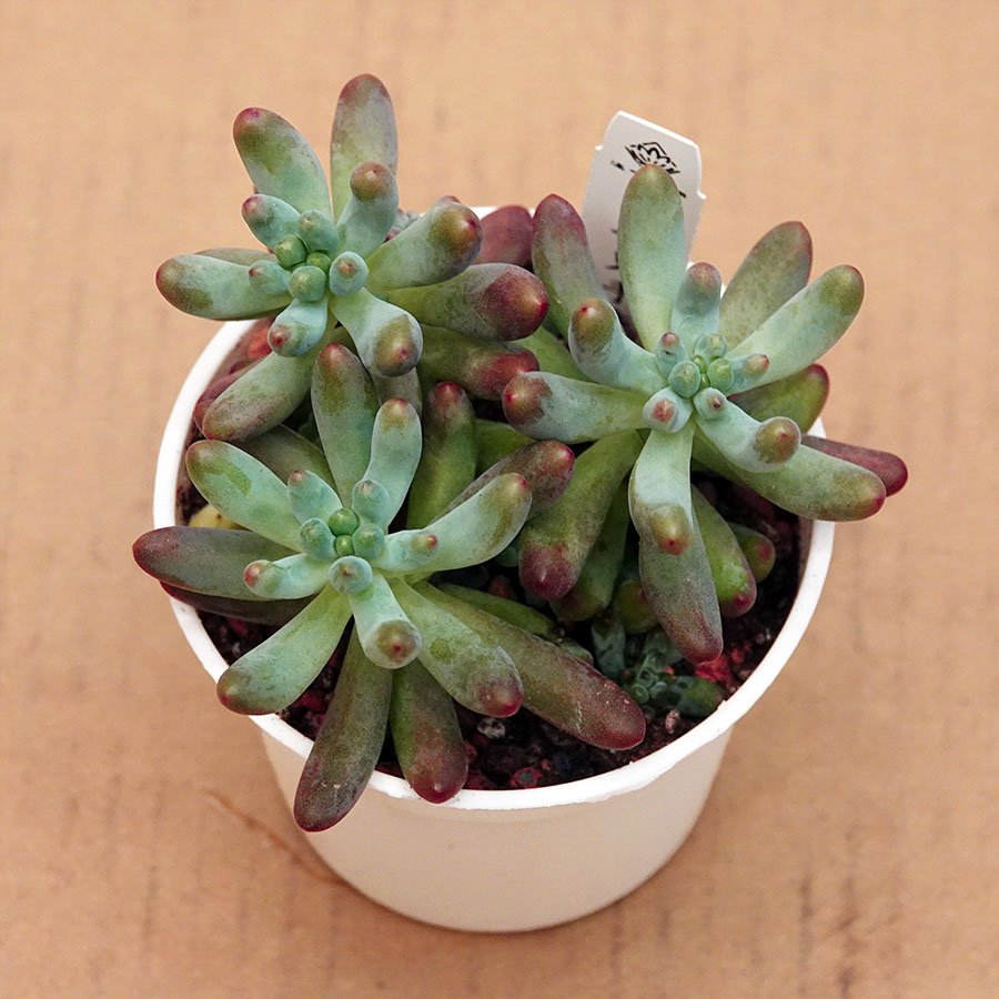 succulents-Shi, Zhan-Ah-photo