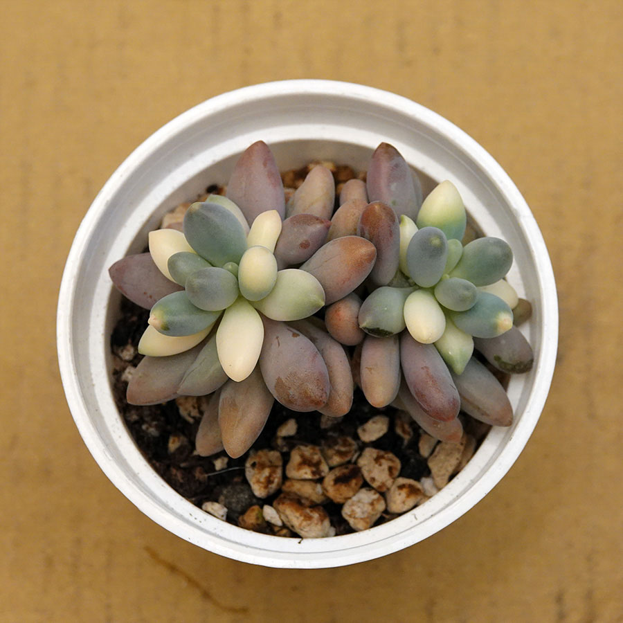 succulents-Shi, Zhan-Ah-photo