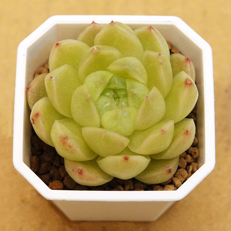 succulents-Shi, Zhan-Ah-photo