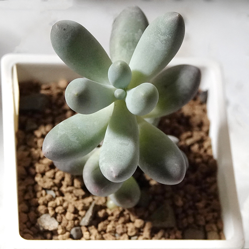 succulents-Shi, Zhan-Ah-photo