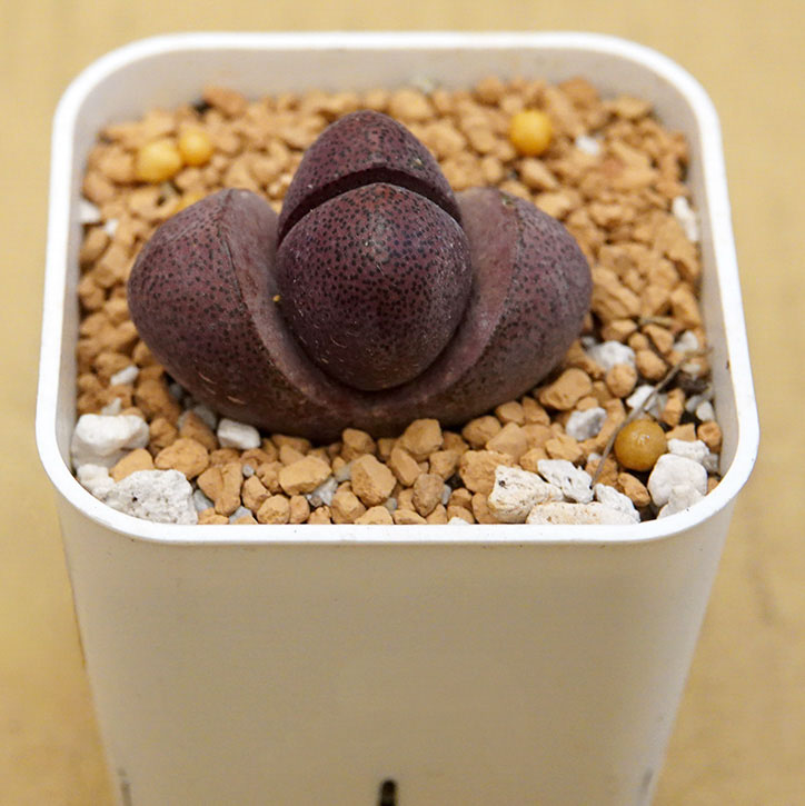 succulents-Shi, Zhan-Ah-photo