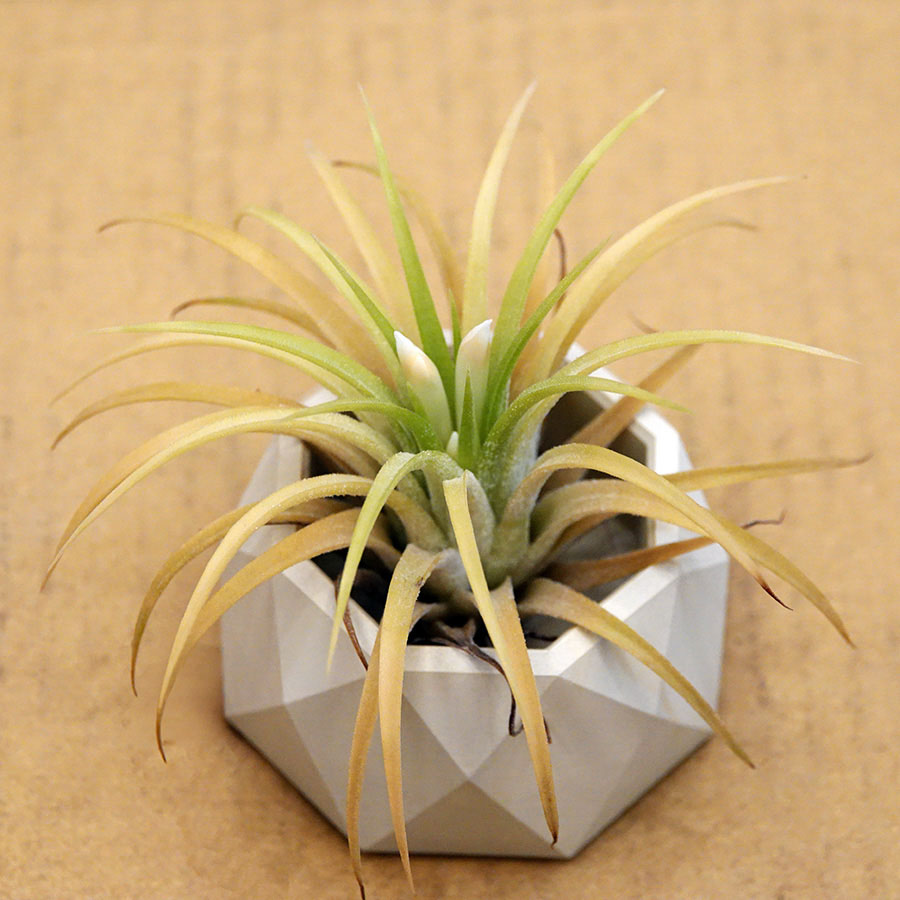 succulents-Shi, Zhan-Ah-photo