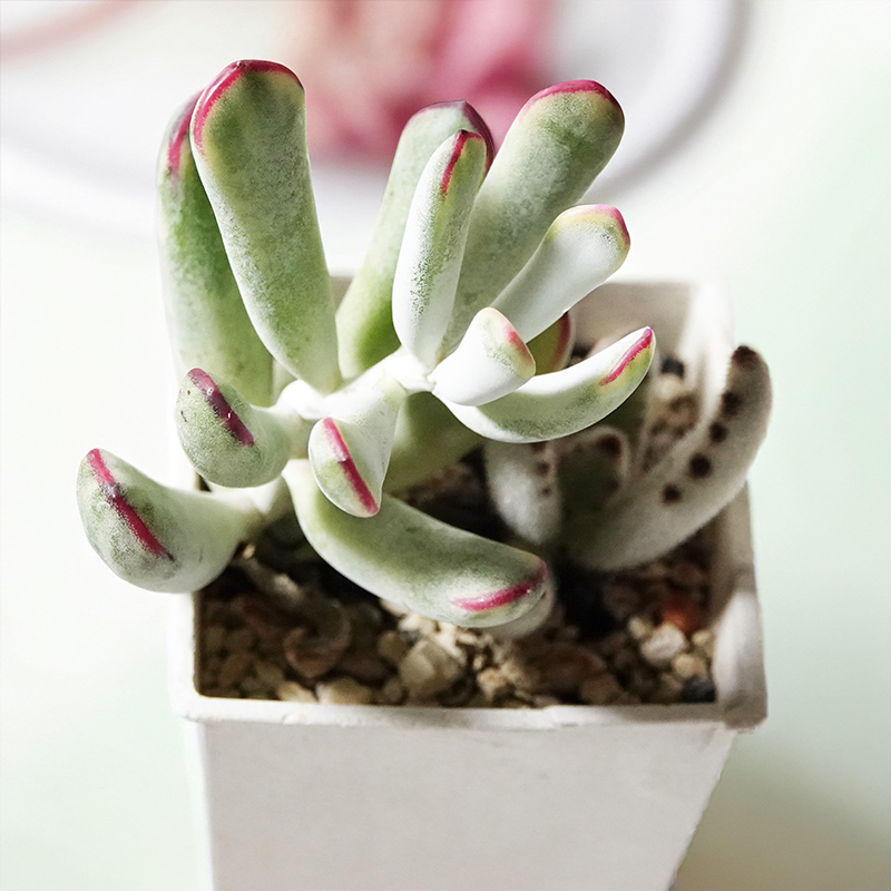 succulents-Shi, Zhan-Ah-photo