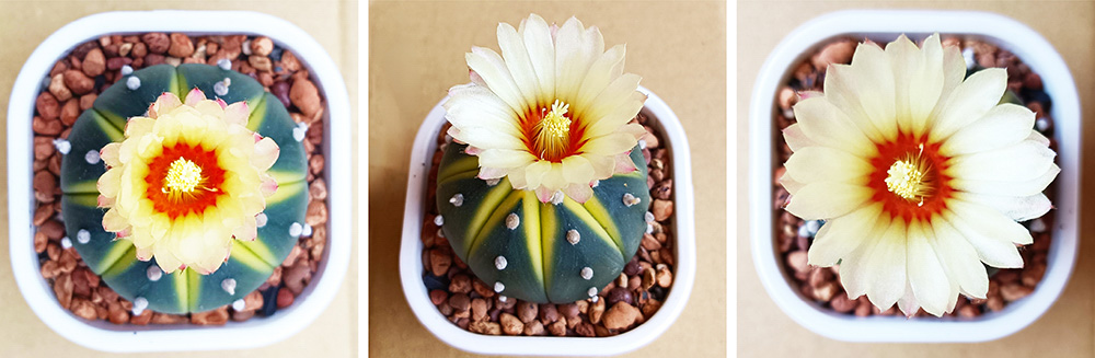 succulents-Shi, Zhan-Ah-photo